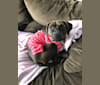 Briscoe, a Staffordshire Terrier and Beagle mix tested with EmbarkVet.com