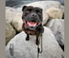 Photo of Theo, a Staffordshire Bull Terrier  in British Columbia, Canada