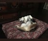 Atticus, a Siberian Husky and Beagle mix tested with EmbarkVet.com