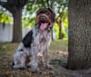 Hermes, a German Wirehaired Pointer tested with EmbarkVet.com