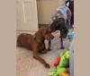 Photo of Red, a Redbone Coonhound  in Victor, New York, USA