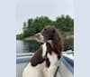 Photo of Sunny, a French Spaniel  in Oakville, ON, Canada