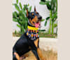 Castiel, a Doberman Pinscher and Rottweiler mix tested with EmbarkVet.com