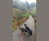 Jessica, a Formosan Mountain Dog tested with EmbarkVet.com