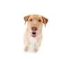 Moose, a German Shepherd Dog and Labrador Retriever mix tested with EmbarkVet.com