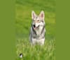 Khalibisnya Maginwulf Ryuk, a Saarloos Wolfdog tested with EmbarkVet.com