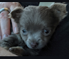 Mini Muffin, a Chihuahua tested with EmbarkVet.com