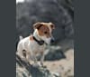 Photo of Tazil, a Russell-type Terrier  in Placerville, California, USA