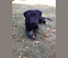Milo, a Labrador Retriever and Rottweiler mix tested with EmbarkVet.com