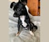 Digby, a Chihuahua and Russell-type Terrier mix tested with EmbarkVet.com