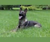 Banshee aus der Asche, a German Shepherd Dog tested with EmbarkVet.com