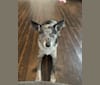 Photo of Josey, a Border Collie, Miniature/MAS-type Australian Shepherd, and Australian Shepherd mix in Colorado, USA