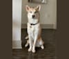 Kygo, a Siberian Husky and Beagle mix tested with EmbarkVet.com