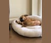 Beau, an American Pit Bull Terrier and Labrador Retriever mix tested with EmbarkVet.com