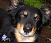 FrendL (The Fabulous & Occasionally Ferocious), a Rottweiler and German Shepherd Dog mix tested with EmbarkVet.com