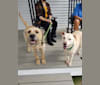Benji, an American Pit Bull Terrier and Labrador Retriever mix tested with EmbarkVet.com
