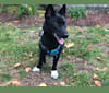 Lucas, an East Asian Village Dog tested with EmbarkVet.com