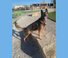 Taz, a German Shepherd Dog tested with EmbarkVet.com