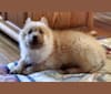 Photo of Zoe, a Siberian Husky, Border Collie, German Shepherd Dog, and Chinese Shar-Pei mix in Greeneville, Tennessee, USA