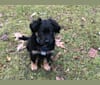 Max, a Labrador Retriever and Norwegian Elkhound mix tested with EmbarkVet.com