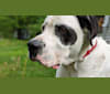 Photo of Charlie Boy, a Saint Bernard, American Pit Bull Terrier, and Boxer mix in Québec, Canada