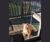 Fuji, a Pomeranian and Chihuahua mix tested with EmbarkVet.com