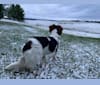 Sadie Buck, an Australian Cattle Dog and Shih Tzu mix tested with EmbarkVet.com