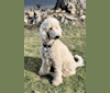 Skye, a Poodle (Standard) tested with EmbarkVet.com