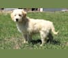 Maggie, a Poodle (Standard) and Labrador Retriever mix tested with EmbarkVet.com