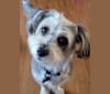 Photo of Captain Jack, a Chihuahua, Poodle (Small), and Miniature Pinscher mix in Riverside, CA, USA