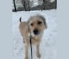 Emmet, an Eastern European Village Dog tested with EmbarkVet.com