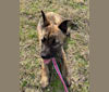 Jessie a dog tested with EmbarkVet.com