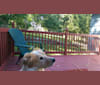 Tesla, a Labrador Retriever and American English Coonhound mix tested with EmbarkVet.com