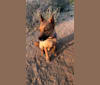 Cash, an Australian Cattle Dog and German Shepherd Dog mix tested with EmbarkVet.com