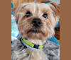 Loki, a Yorkshire Terrier tested with EmbarkVet.com