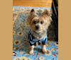 Chewie Bacca, a Yorkshire Terrier tested with EmbarkVet.com