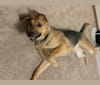 Sir Lazarus Pickle, a German Shepherd Dog and Doberman Pinscher mix tested with EmbarkVet.com