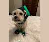 Pauly, a Chihuahua and Shih Tzu mix tested with EmbarkVet.com