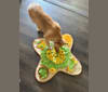 Maverick, a Great Pyrenees and German Shepherd Dog mix tested with EmbarkVet.com