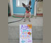 Aine, a Russell-type Terrier and Chihuahua mix tested with EmbarkVet.com