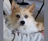 Fergus, a Chihuahua and Shih Tzu mix tested with EmbarkVet.com