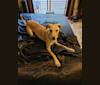 Rodney, an American Village Dog tested with EmbarkVet.com