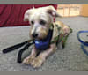 Archer, a Maltese and Dachshund mix tested with EmbarkVet.com