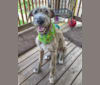 Photo of Beatrice, an Irish Wolfhound  in Arkansas, USA
