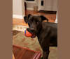 Hopper, a Boykin Spaniel and American Pit Bull Terrier mix tested with EmbarkVet.com
