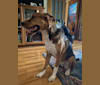 Lucy, a Saint Bernard and American Pit Bull Terrier mix tested with EmbarkVet.com