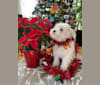 Tusker, a Pomeranian and Shih Tzu mix tested with EmbarkVet.com