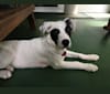 Photo of Hugo, an American Pit Bull Terrier, German Shepherd Dog, Border Collie, Great Pyrenees, American Staffordshire Terrier, and Mixed mix in Oklahoma, USA