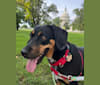 Bruce, a Beagle and Bluetick Coonhound mix tested with EmbarkVet.com
