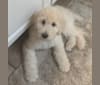Photo of Bella, a Poodle (Standard)  in Fort Worth, Texas, USA